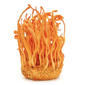 Alternative view of פטריית קורדיספס (כמוסות) | Cordyceps Sinensis