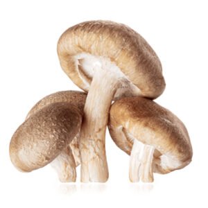 Alternative view of פטריית שיטאקה (כמוסות) | Lentinula edodes