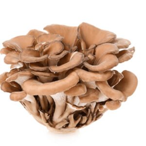 Alternative view of פטריית מאייטקה (אבקה) | Grifola frondosa